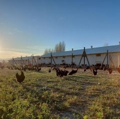 GEZEN TAVUK YUMURTASI 30'LU